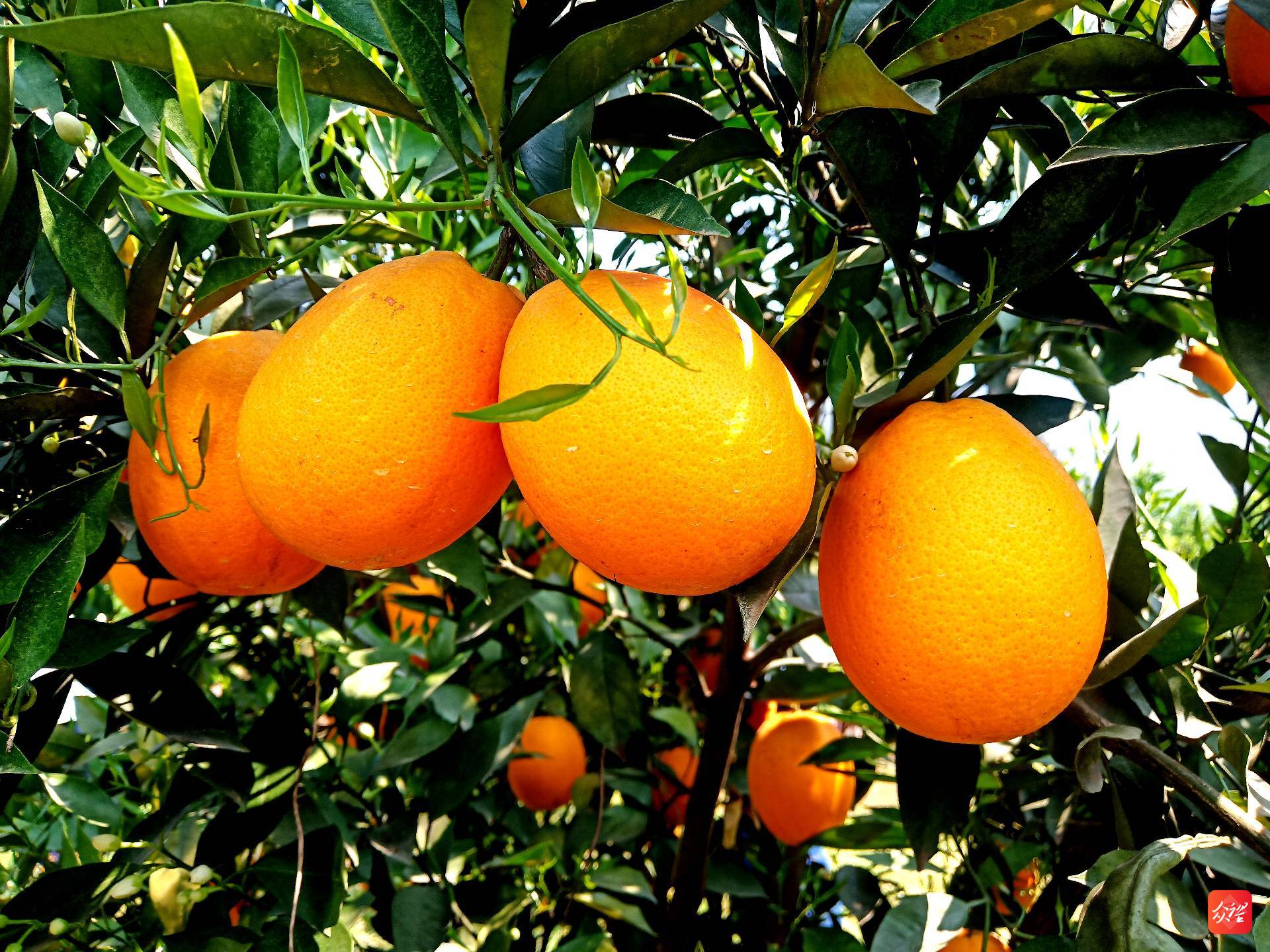 貴州水城：160畝血橙熟了！您品嘗了嗎？